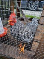 Kriel haan zsm op te halen., Dieren en Toebehoren, Pluimvee, Mannelijk, Kip