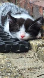 Laatste Cutie van het nest., Dieren en Toebehoren, Katten en Kittens | Overige Katten, Kater, Kortharig, 0 tot 2 jaar