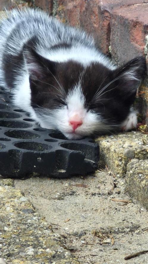 Laatste Cutie van het nest., Dieren en Toebehoren, Katten en Kittens | Overige Katten, Kortharig, Kater, 0 tot 2 jaar