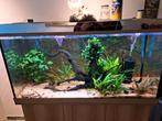 Juwel rio 350, Ophalen, Zo goed als nieuw, Gevuld zoetwateraquarium