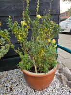 Leeuwenbek in pot, Tuin en Terras, Volle zon, Eenjarig, Zomer, Ophalen