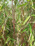Fargesia jiuzhaigou, Tuin en Terras, Planten | Tuinplanten, Vaste plant, Bloeit niet, Halfschaduw, Ophalen