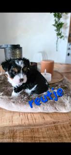 Mooie kleinblijvende raszuivere yorkshire terriër pups, Dieren en Toebehoren, Yorkshire Terriër, Rabiës (hondsdolheid), 8 tot 15 weken