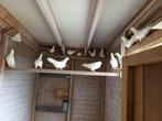 Te Koop, Dieren en Toebehoren, Vogels | Duiven, Meerdere dieren, Overige soorten