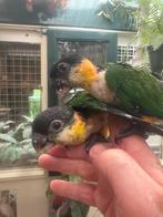 Zwartkop caiques, Dieren en Toebehoren, Vogels | Parkieten en Papegaaien, Meerdere dieren, Papegaai, Tam