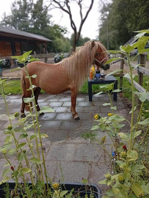 Mooi crème dun nsps merrie, Dieren en Toebehoren, Paarden en Pony's | Dekhengsten en Fokmerries
