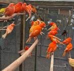 Rode kanaries, Dieren en Toebehoren, Vogels | Kanaries, Meerdere dieren, Kleurkanarie