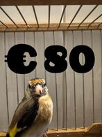 Te koop aangeboden kleine putter pop, Dieren en Toebehoren, Vogels | Overige Vogels, Vrouwelijk, Wildzangvogel