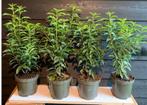 Portugese laurier in pot, Super kwaliteit!, Ophalen, Laurier, Haag, Minder dan 100 cm