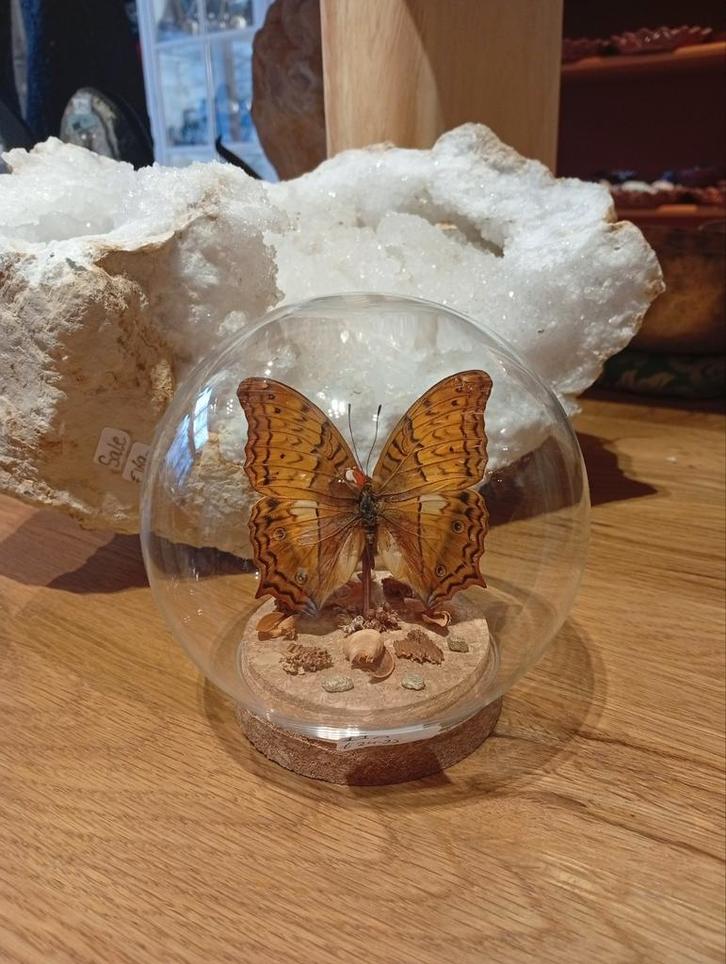 Prachtige vlinder in stolp hoogte 12 cm, Huis en Inrichting, Woonaccessoires | Stolpen, Nieuw, Ophalen of Verzenden