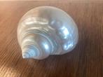 Parelmoer Turbo Schelp - Gepolijst - 9x6cm, Huis en Inrichting, Woonaccessoires | Overige, Ophalen of Verzenden, Gebruikt