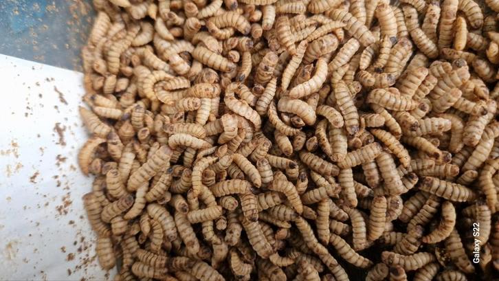 Bsf larven wormen, Dieren en Toebehoren, Dierenvoeding, Ophalen of Verzenden
