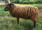 ouessant ram, Dieren en Toebehoren, Mannelijk, Schaap, 0 tot 2 jaar
