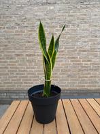 Sanseveria/Sansieveria/Vrouwentong/kamerplant, Tuin en Terras, Planten | Tuinplanten, Ophalen of Verzenden