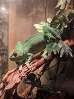 Te koop jemen kameleon dame, Overige soorten, 0 tot 2 jaar