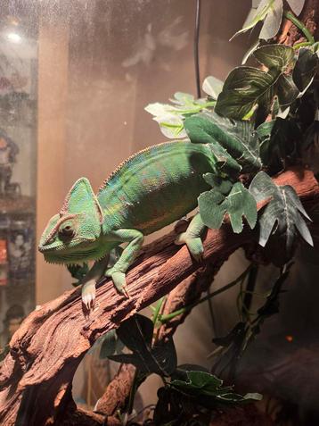 Te koop jemen kameleon dame beschikbaar voor biedingen