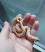 Heterodon nasicus (2025), Dieren en Toebehoren, Slang, Tam, 0 tot 2 jaar