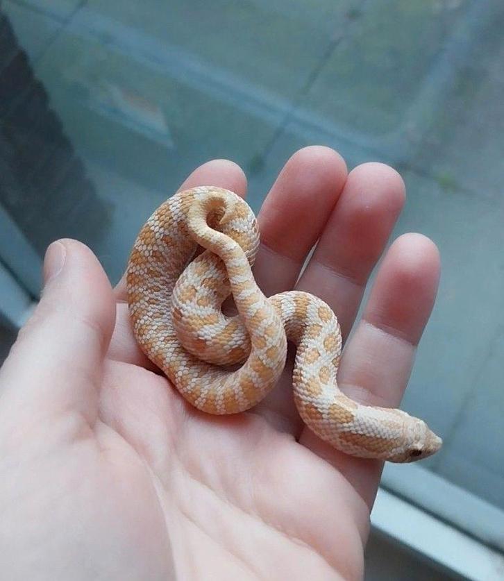 Heterodon nasicus (2025)