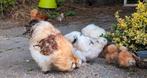 Zijdehoenders groot,, Dieren en Toebehoren, Pluimvee, Meerdere dieren, Kip