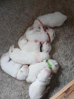 Prachtige Samojeed pups, Dieren en Toebehoren, Honden | Poolhonden, Keeshonden en Oertypen, Overige rassen, 8 tot 15 weken, Meerdere