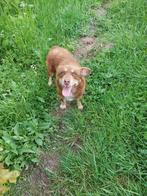 3 leuke kleine hondjes ter adoptie!, Dieren en Toebehoren, Honden | Niet-rashonden, Rabiës (hondsdolheid), Handelaar, Buitenland