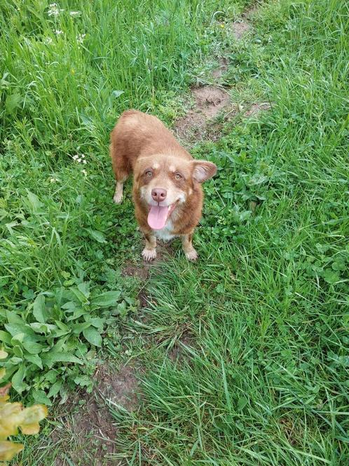 3 leuke kleine hondjes ter adoptie!, Dieren en Toebehoren, Honden | Niet-rashonden, Klein, Meerdere dieren, Handelaar, Meerdere