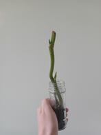 Monstera peru 2 groeipunten, Ophalen, Overige soorten, Minder dan 100 cm