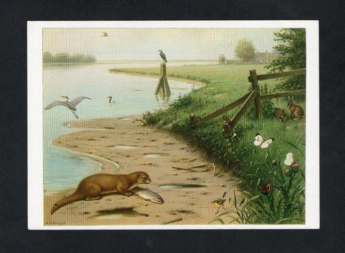 Ansichtkaart Schoolplaat Aan De Rivier, Otter Aalscholver., Verzamelen, Ansichtkaarten | Dieren, Ongelopen, 1980 tot heden, Wild dier