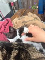 Kitten te koop!!! MOET WEG, Dieren en Toebehoren, Katten en Kittens | Overige Katten, Kater