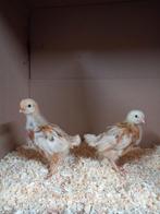 bruine legkip kuikens hennen, Dieren en Toebehoren, Pluimvee, Vrouwelijk, Kip