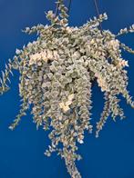 Dischidia Ruscifolia Variegata p14, Ophalen of Verzenden, Halfschaduw, Minder dan 100 cm