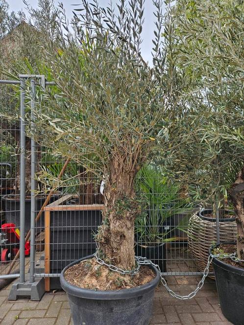 Olijfbomen diverse maten, dikke stam vanaf €90, Tuin en Terras, Planten | Bomen, Olijfboom, 100 tot 250 cm, Volle zon, Zomer, Ophalen of Verzenden