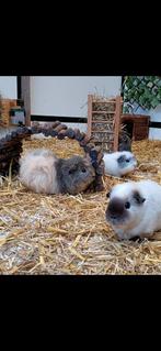 GEZOCHT ch teddy agouti Beer, Dieren en Toebehoren, Knaagdieren, Januari, Mannelijk, Cavia