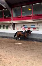 Lieve merrie, Dieren en Toebehoren, Springpaard, Minder dan 160 cm, 3 tot 6 jaar, Merrie