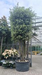 Steen eik Quercus ilex meerstammig in pot 450-600 cm hoog, Tuin en Terras, Planten | Bomen, Overige soorten, Lente, 400 cm of meer