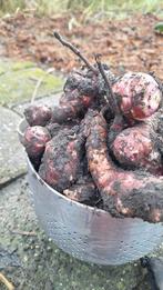 Aardperen, Ophalen of Verzenden