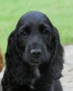 Spaniel, Dieren en Toebehoren, Januari, Vrouwelijk