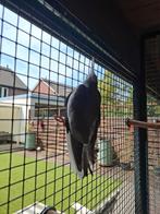 Valkparkiet te koop, Dieren en Toebehoren, Vogels | Parkieten en Papegaaien, Meerdere dieren, Parkiet, Geringd