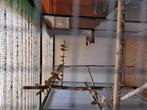 Te koop Volière plus Vogels. 2mt80 x1mt90 x84cm, Meerdere dieren, Kleurkanarie