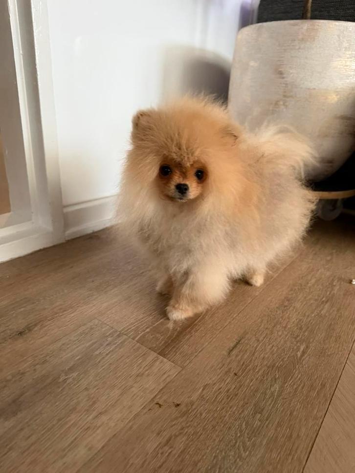 Pomeriaan puppy mini teefje en reutje bearface fci stamboom, Dieren en Toebehoren, Honden | Poolhonden, Keeshonden en Oertypen