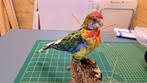 Opgezette Parkiet, Ophalen, Nieuw, Vogel, Opgezet dier