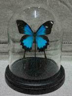 ACTIE > Vlinder in Stolp papilio blumei/ulysses of Caligo vl, Ophalen of Verzenden, Nieuw, Insect, Opgezet dier