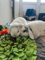 Koppel konijnen, Dieren en Toebehoren, Konijnen, Meerdere dieren