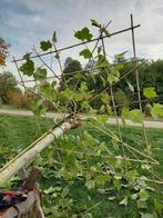 Dikke XXL Dakplatanen VIERKANT dak en STERVORM dak, Tuin en Terras, Planten | Bomen, Ophalen, Bloeit niet, Halfschaduw, Dakboom