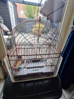 Picolet kooi, Meerdere dieren