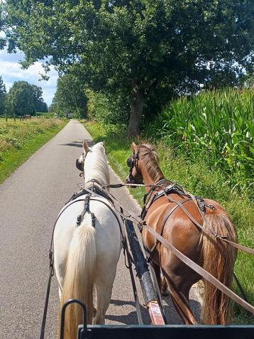  lieve   b merrie few spot beschikbaar voor biedingen