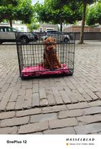 Hondenbench, Dieren en Toebehoren, Ophalen, Zo goed als nieuw