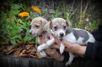 Jack Russell pups, Dieren en Toebehoren, Honden | Jack Russells en Terriërs, België, Rabiës (hondsdolheid), Jack Russell Terriër
