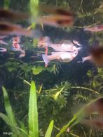 5 zwangere guppen ., Dieren en Toebehoren, Vissen | Aquariumvissen, Vis
