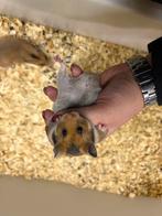 Baby goudhamsters(eind november), Dieren en Toebehoren, Augustus, Meerdere dieren, Hamster